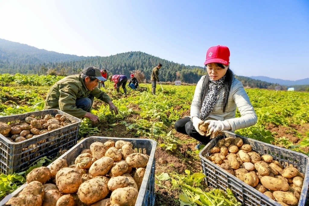 اسید سولفوریک برای سیب زمینی