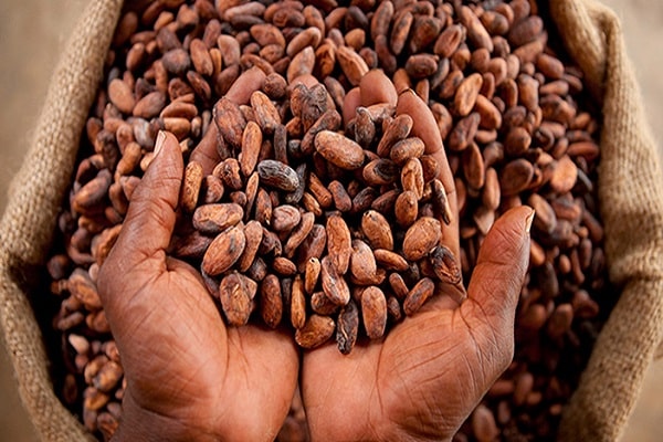 قیمت پودر کاکائو عمده